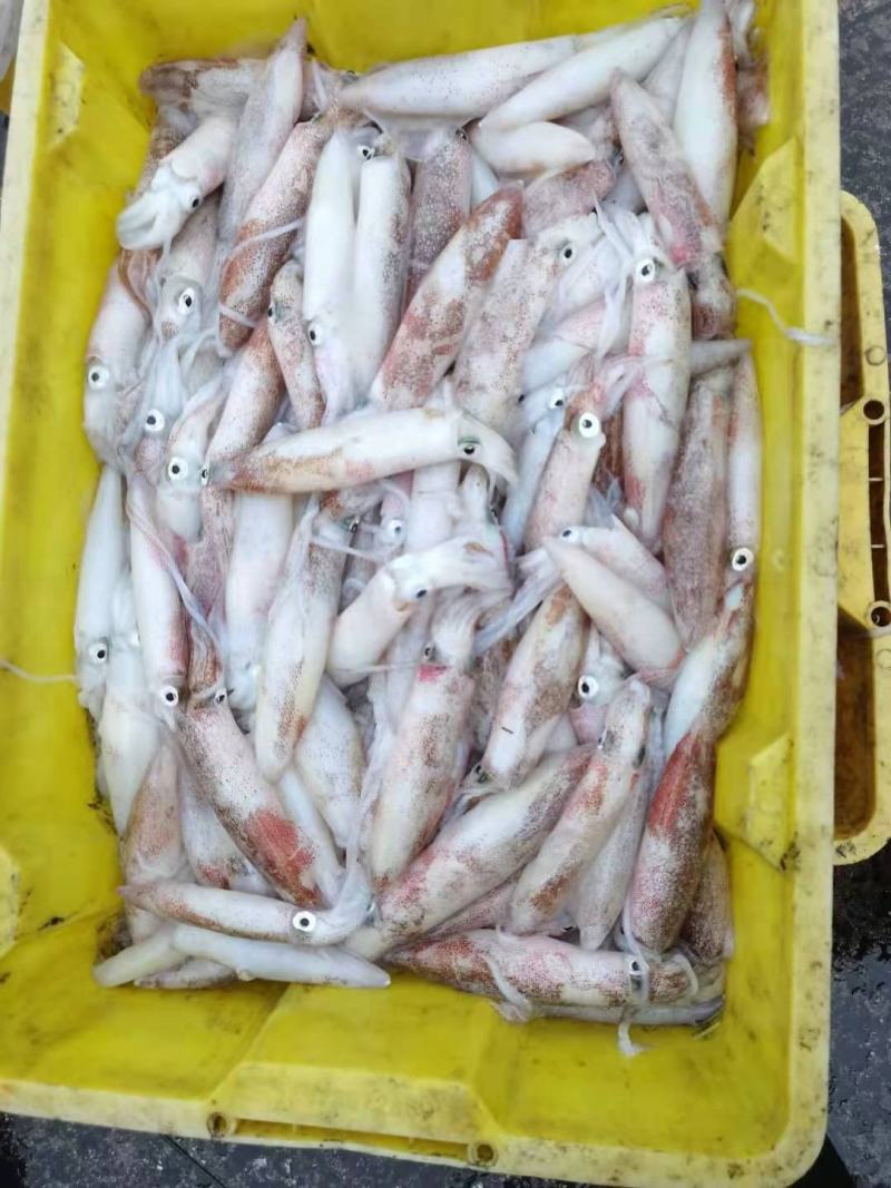 鱿鱼，新鲜鱿鱼活冻，8.5两装，适合各大酒店饭店社区团购
