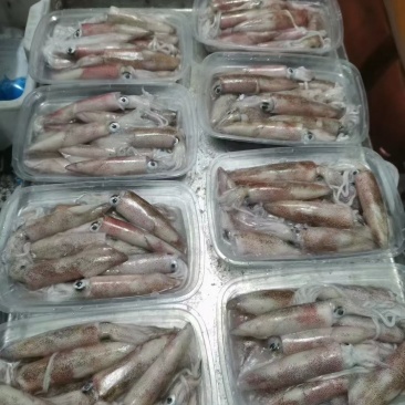 鱿鱼，新鲜鱿鱼活冻，8.5两装，适合各大酒店饭店社区团购