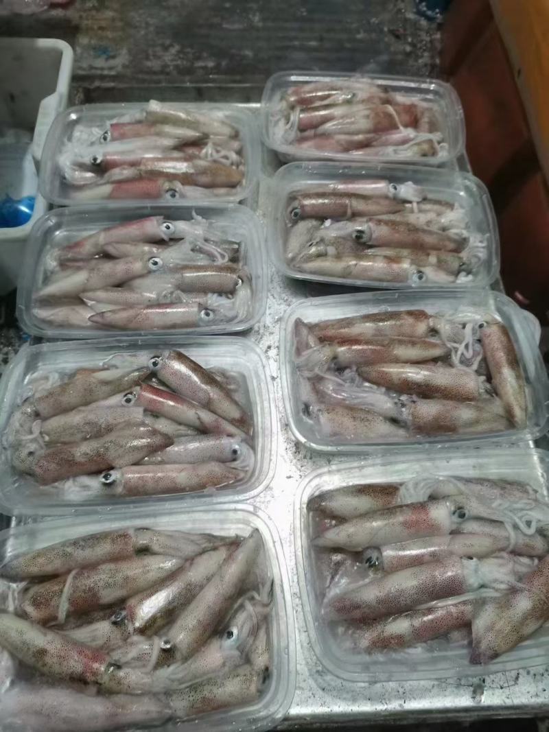鱿鱼，新鲜鱿鱼活冻，8.5两装，适合各大酒店饭店社区团购
