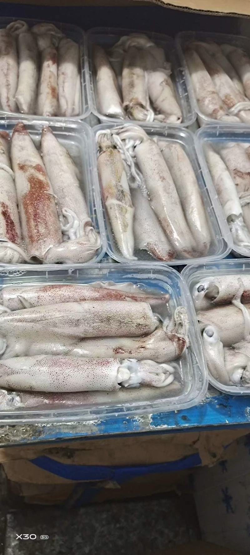 鱿鱼，新鲜鱿鱼活冻，8.5两装，适合各大酒店饭店社区团购