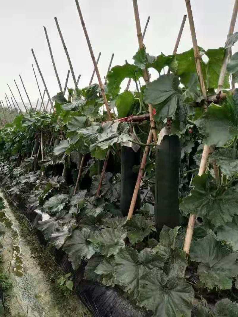 黑皮冬瓜苗，铁龙、绿优抗病、铁心品种，两叶一心，随时有苗