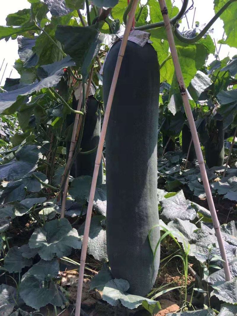 黑皮冬瓜苗，铁龙、绿优抗病、铁心品种，两叶一心，随时有苗