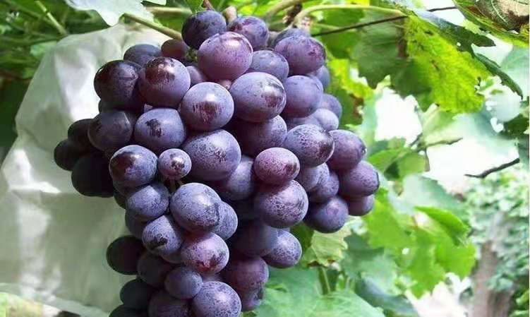 展示使用膨大剂前后葡萄果粒大小对比,说明膨大剂对果实增大的显著效果 维多利亚葡萄专用膨大剂使用前后对比图