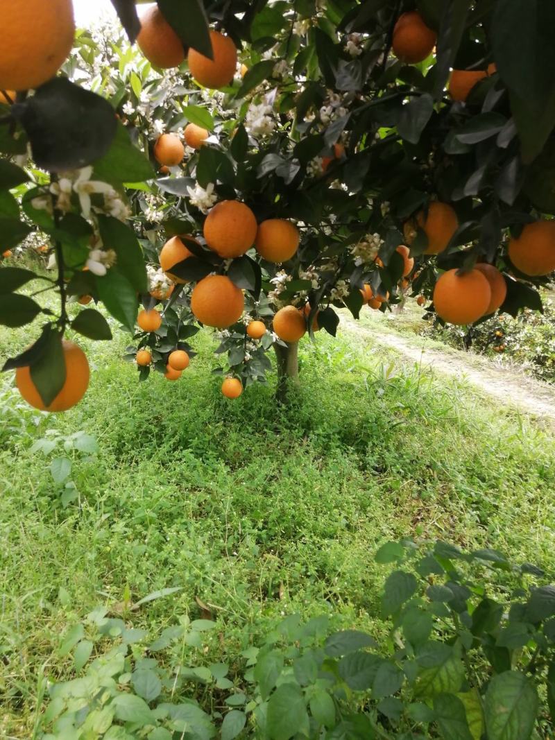橙子，江永夏橙，现货青孕。。湖南省江永。。。
