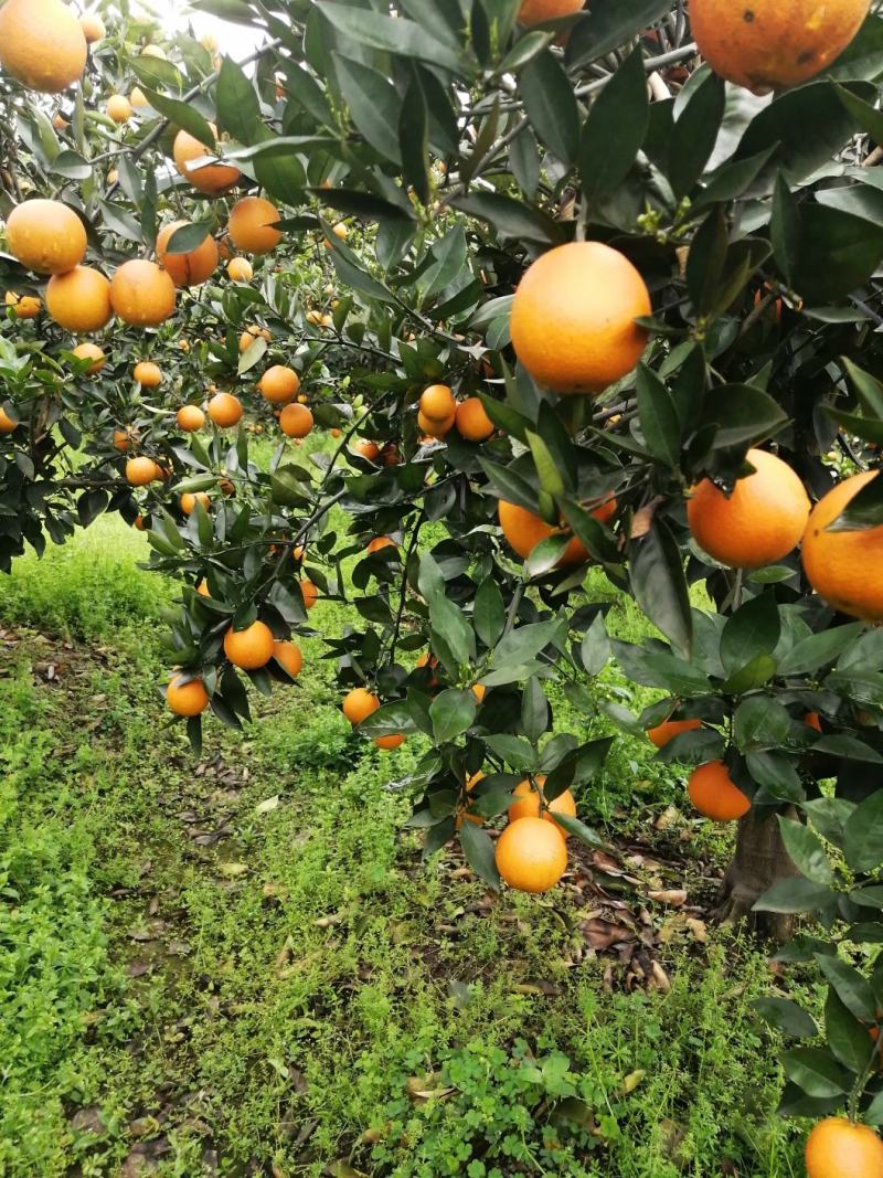 橙子，江永夏橙，现货青孕。。湖南省江永。。。