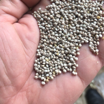 白苏子过风机过筛的净货质量好。每袋50斤的小包装。