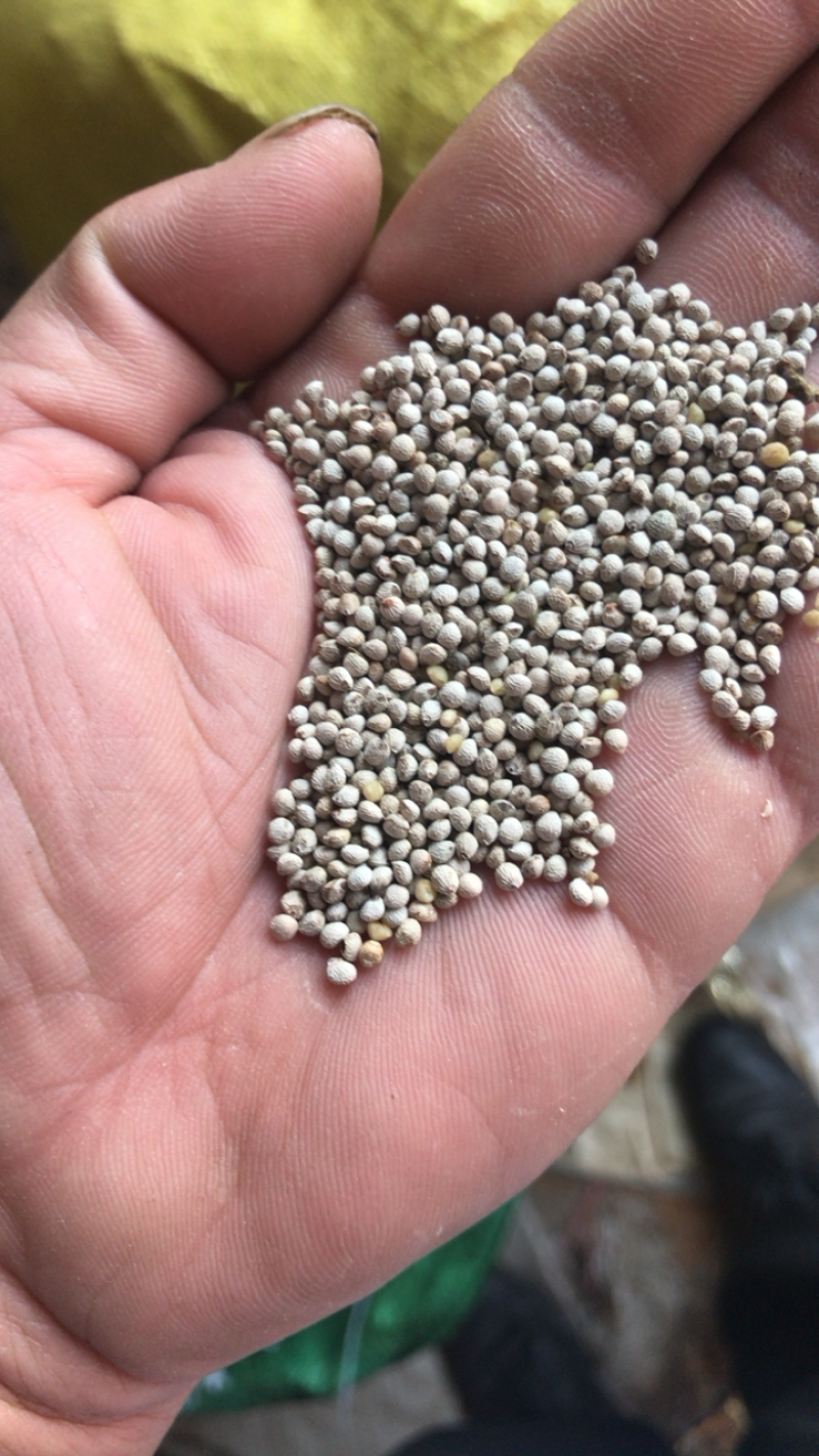 白苏子过风机过筛的净货质量好。每袋50斤的小包装。