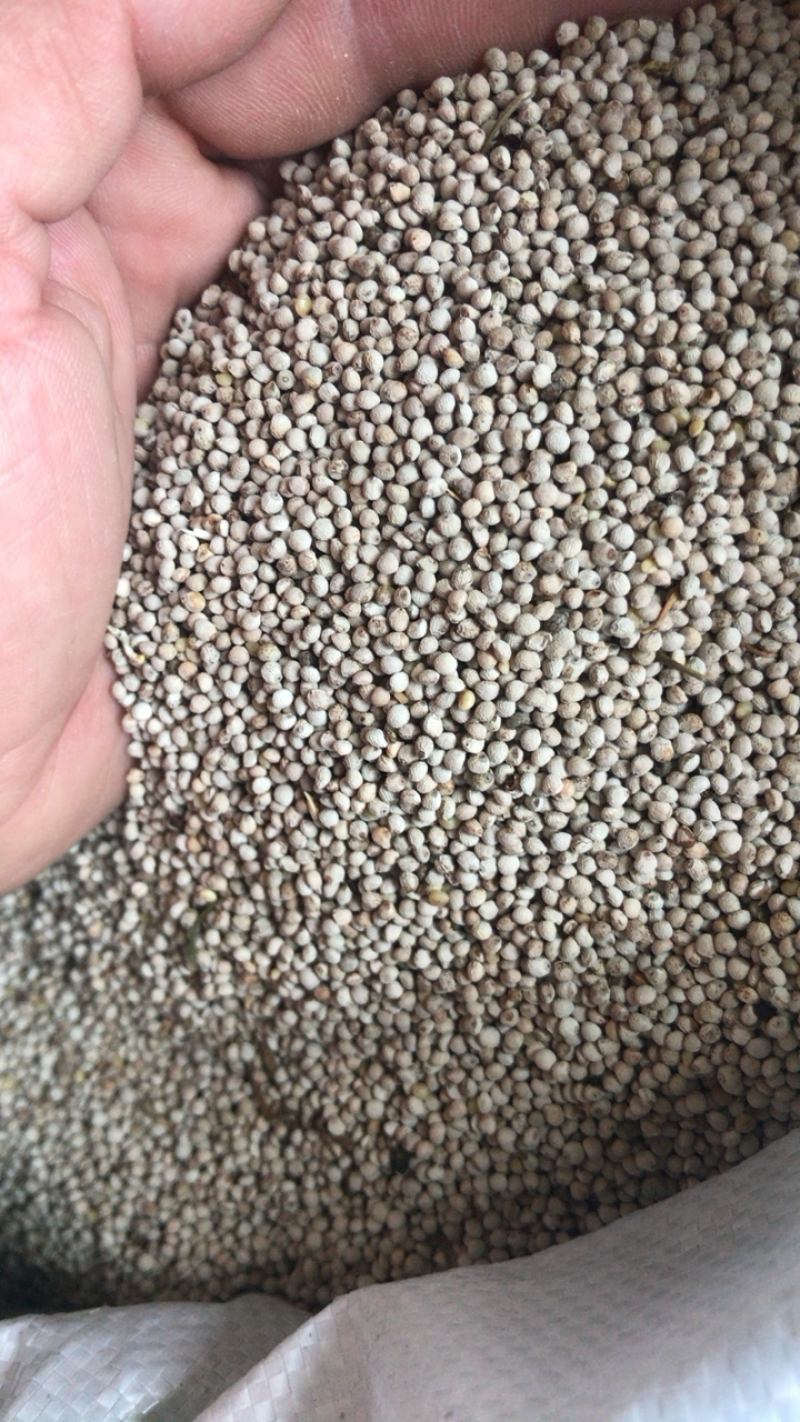 白苏子过风机过筛的净货质量好。每袋50斤的小包装。