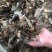 贵州羊角叶药材批发，量大从优农产品加工厂生产各种规格