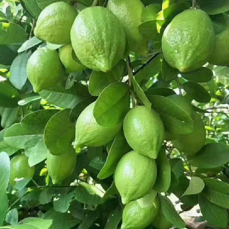 广东香水柠檬，台湾香水柠檬，无籽青柠，品种保证