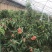 水果蟠桃超市电商美团现货上市，品质优良市场营销，合作共赢
