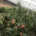 水果蟠桃超市电商美团现货上市，品质优良市场营销，合作共赢
