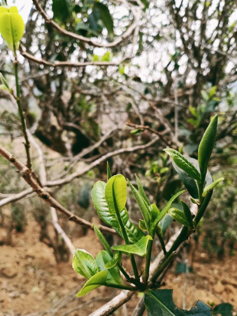 普洱茶