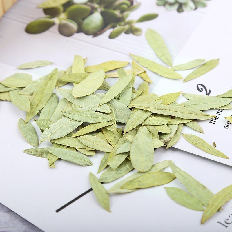 番泻叶500g排宿便清肠泻叶强力肥胖正品散装非茶茶