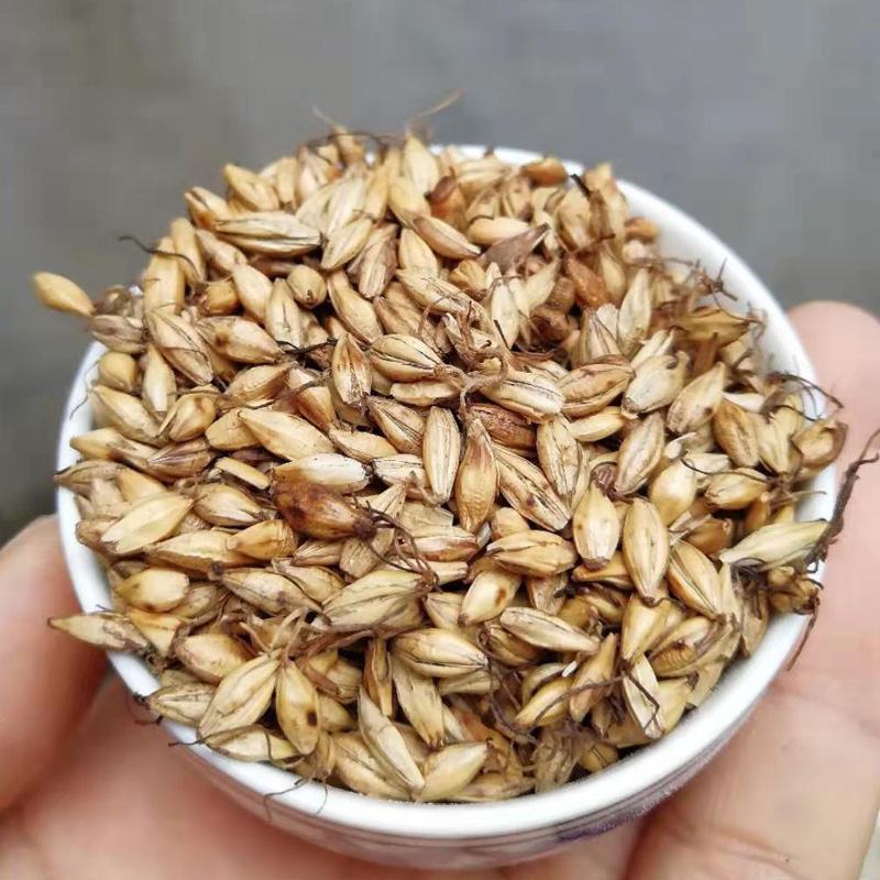 炒麦芽500克包邮中药材天然新货炒大麦芽回奶大麦芽断奶降