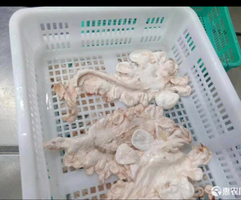 鱼鳔