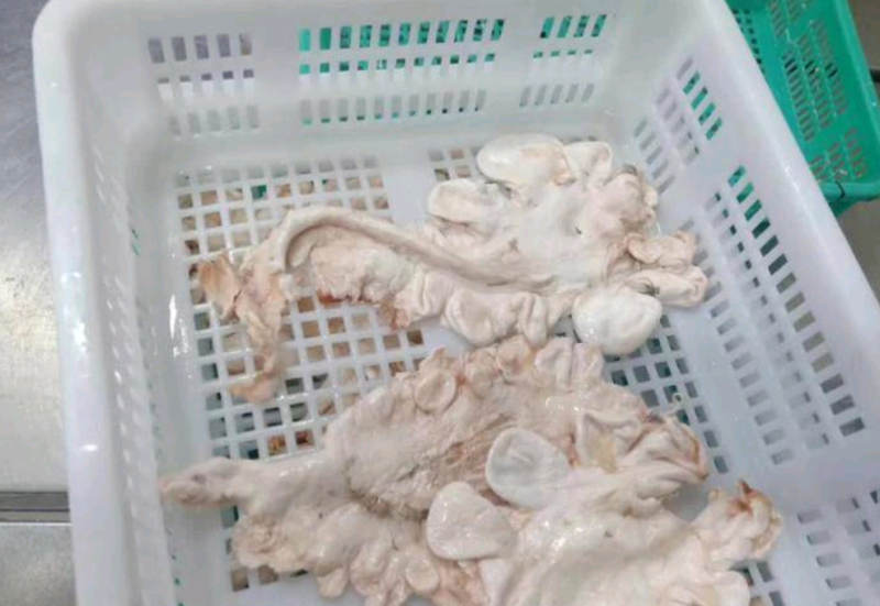 鱼鳔