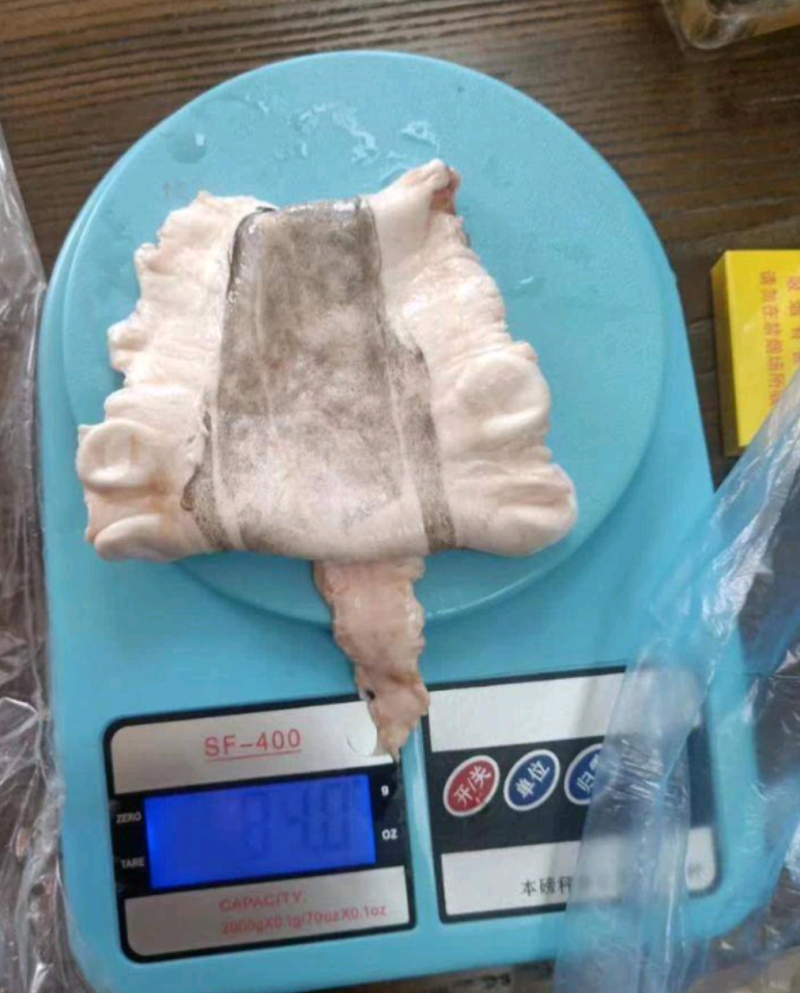 鱼鳔