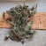 车前草正宗野生车前草茶全草精选新货干货无硫500g