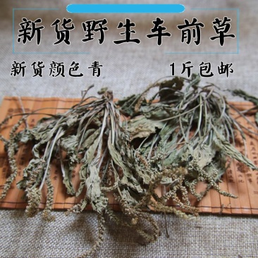 车前草正宗野生车前草茶全草精选新货干货无硫500g