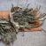 车前草正宗野生车前草茶全草精选新货干货无硫500g