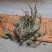车前草正宗野生车前草茶全草精选新货干货无硫500g