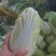金黄娃娃菜