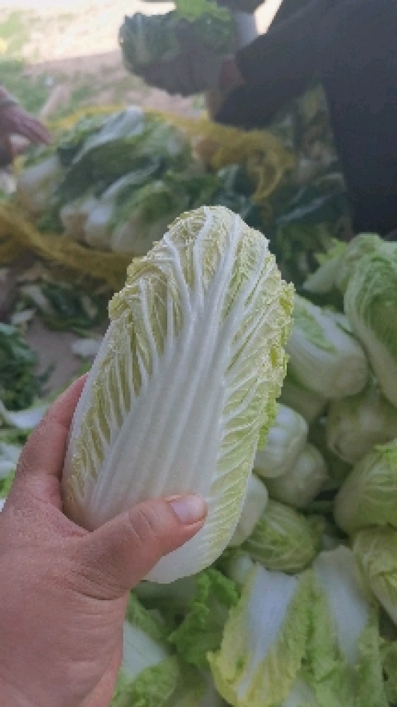 金黄娃娃菜