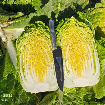 金黄娃娃菜