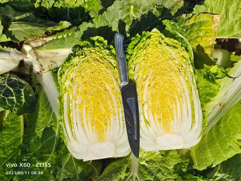金黄娃娃菜