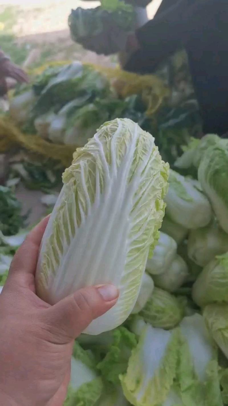 金黄娃娃菜