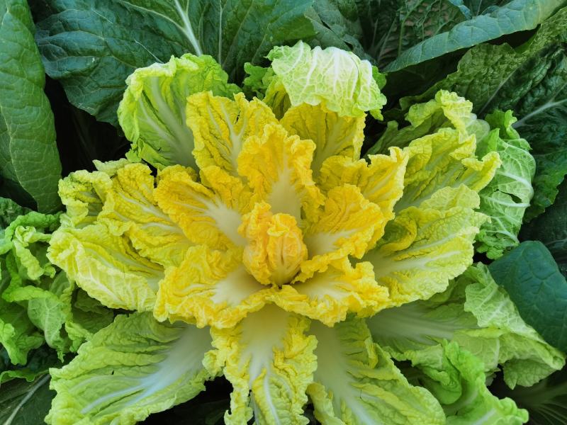 金黄娃娃菜