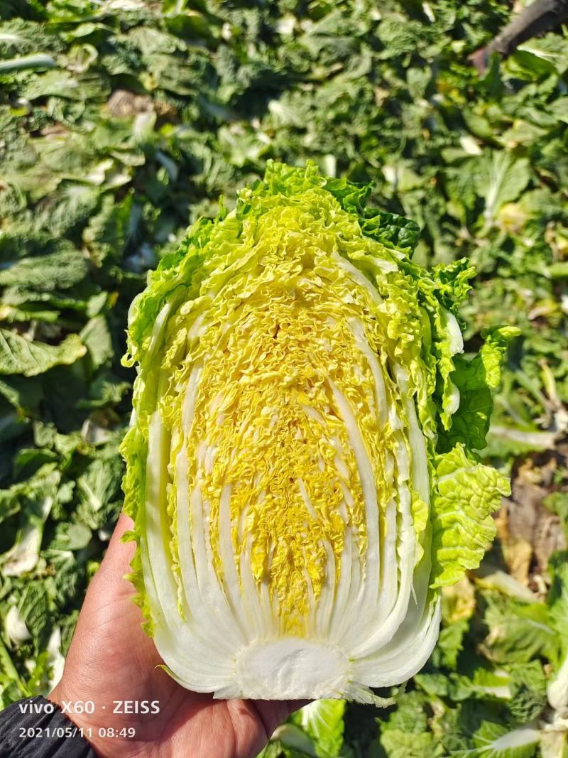 金黄娃娃菜