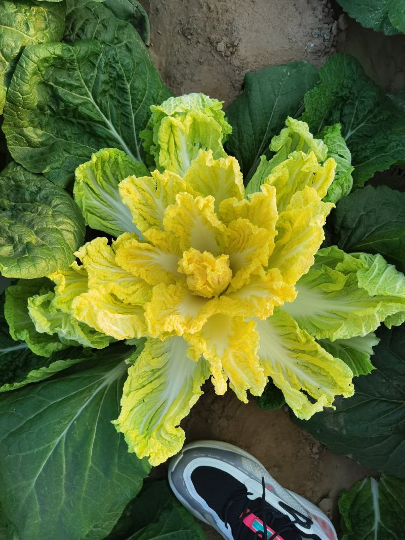 金黄娃娃菜