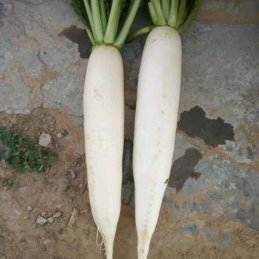 白萝卜