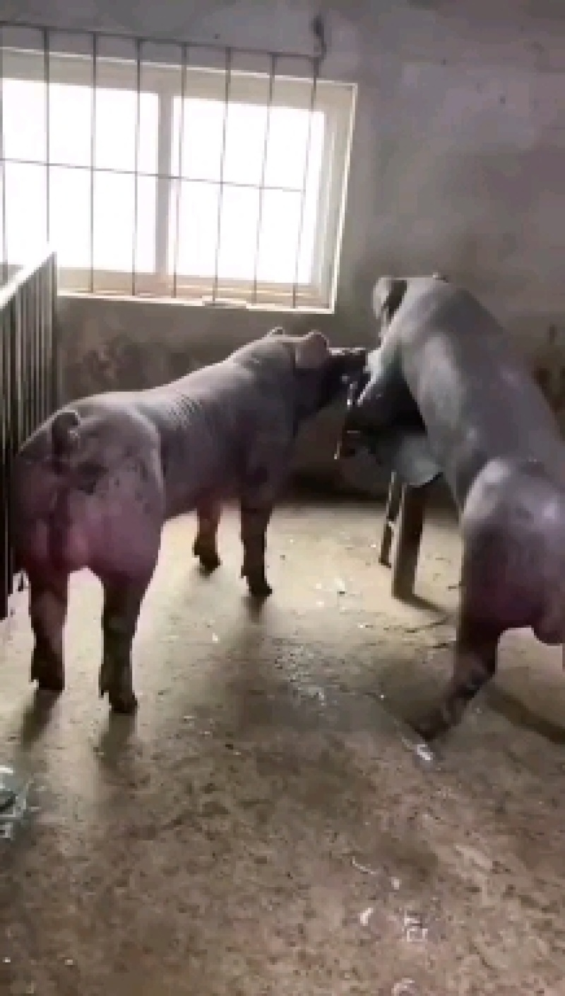 新美系杜洛克约克公猪，体型好生长速度快，全国各地包邮