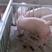 新美系杜洛克约克公猪，体型好生长速度快，全国各地包邮