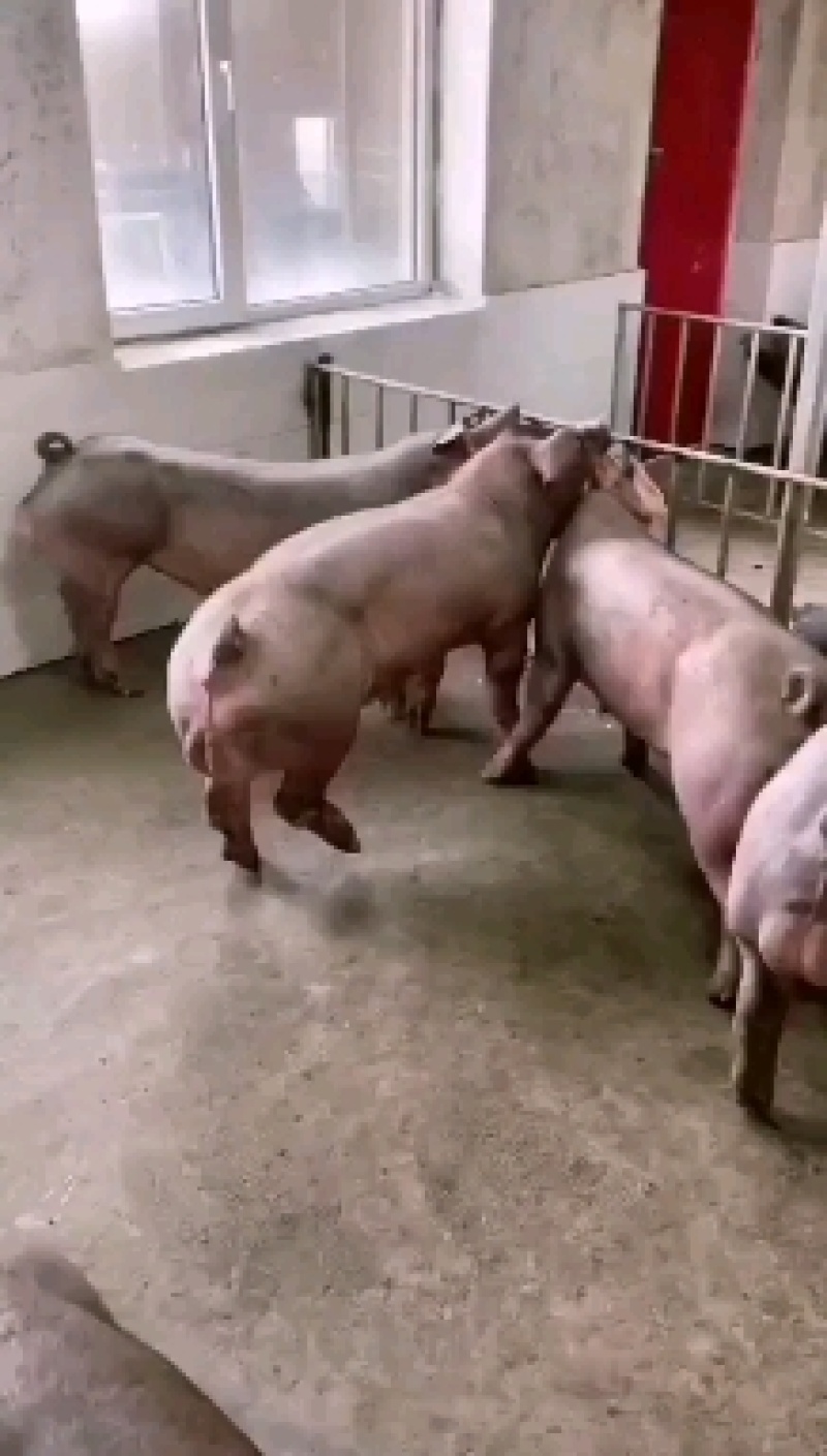新美系杜洛克约克公猪，体型好生长速度快，全国各地包邮