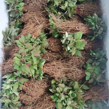 檫木苗江西檫木大小规格大量供应