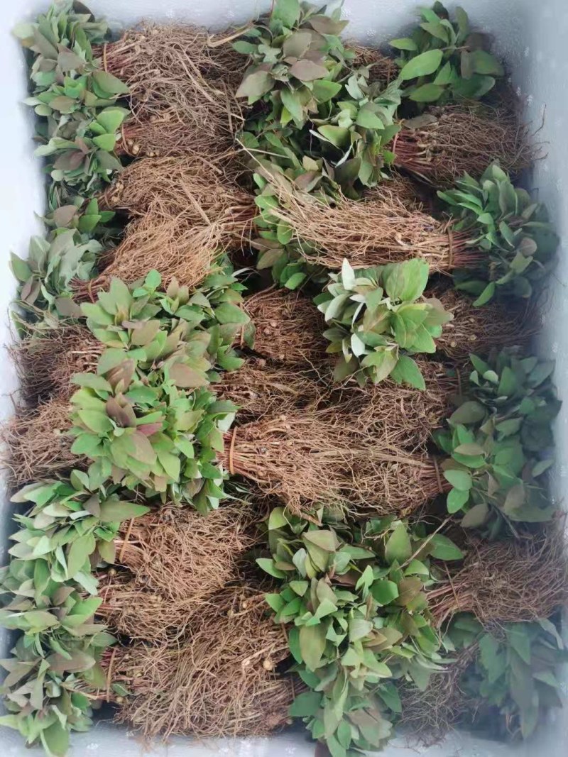 檫木苗江西檫木大小规格大量供应