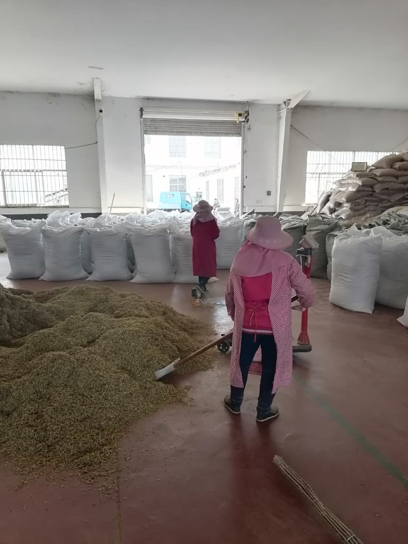 山东带绒金银花色白花无杆，产地直销质量保证