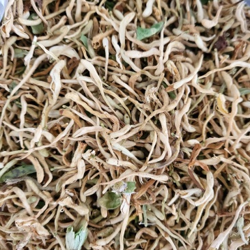 山东带绒金银花色白花无杆，产地直销质量保证