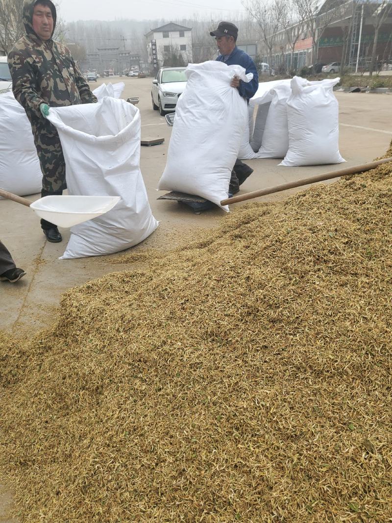 山东带绒金银花色白花无杆，产地直销质量保证