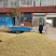 山东带绒金银花色白花无杆，产地直销质量保证