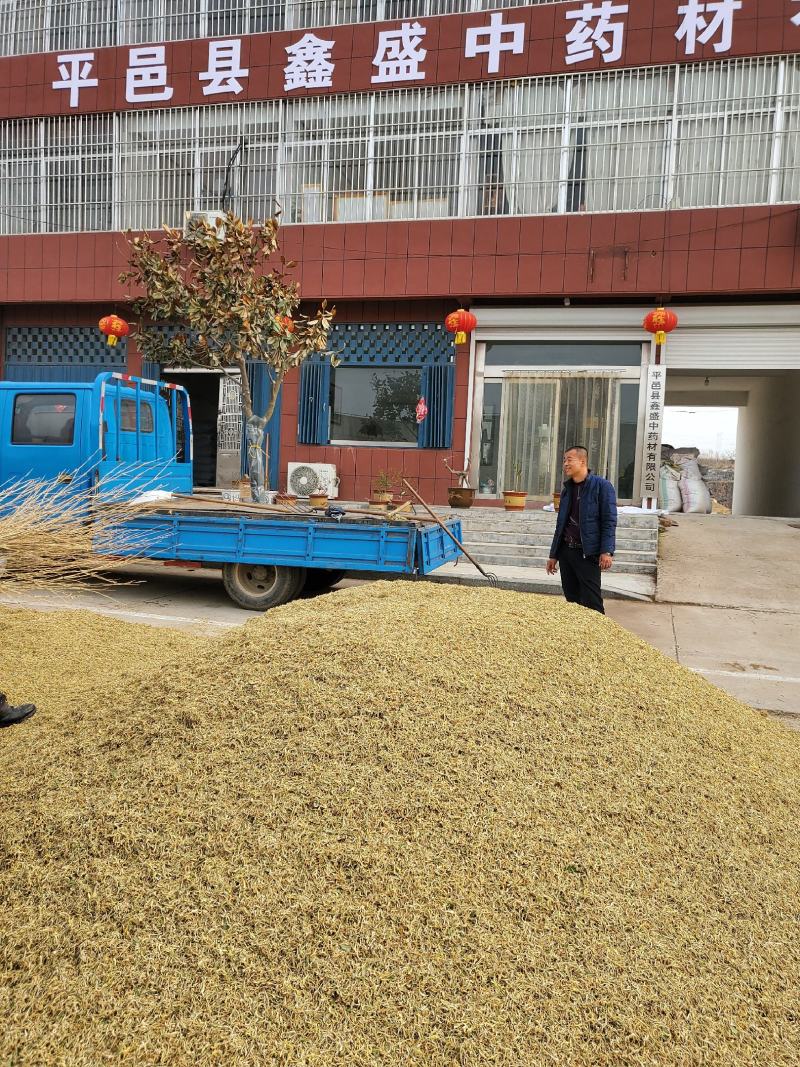 山东带绒金银花色白花无杆，产地直销质量保证