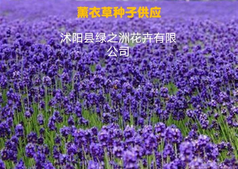 批发优质薰衣草种子免费提供催芽种植技术全国包邮