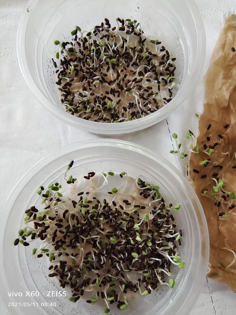 批发优质薰衣草种子免费提供催芽种植技术全国包邮
