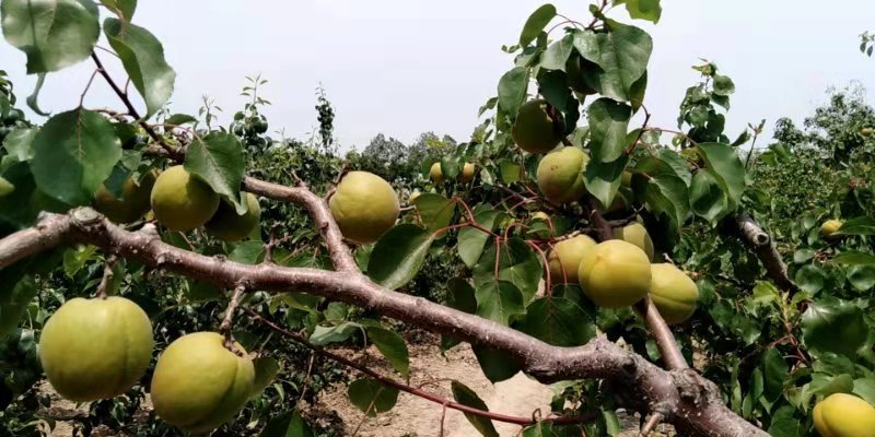 杏子，金太阳杏大量上市，果个大，口感好，欢迎客户连系。