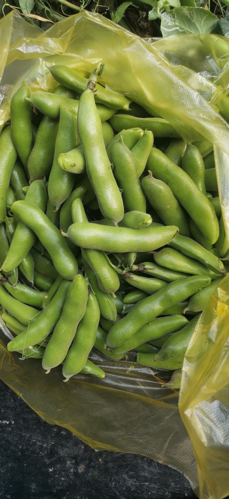 精品蚕豆青蚕豆绿蚕大量供货，产地直发，优质货源，货源稳定