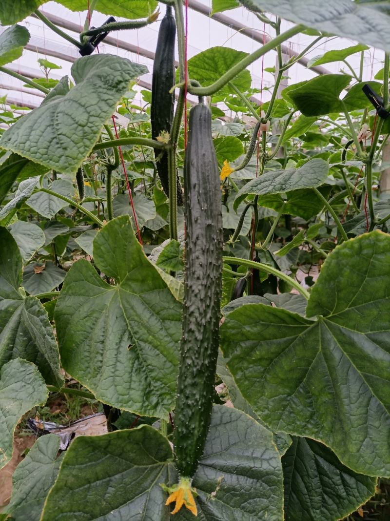 黄瓜，密刺油亮精品蔬菜口感脆甜保质保量
